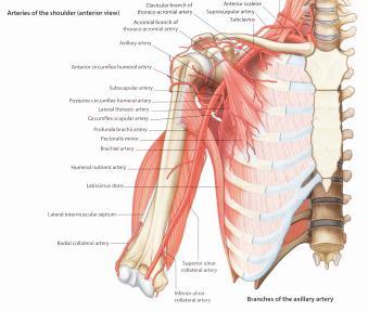The brachial artery supplies the osteons of humerus via the NUTRIENT ARTERY and the