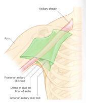 The brachial artery follows the MEDIAN NERVE and passes down the medial aspect of