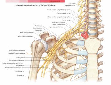These nerves innervate discreet compartments of muscles of the brachium and