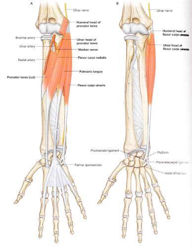 Pronator teres Attachments: Innervation: Humeral head Medial epicondyle and intermuscular septum Ulnar head Medial border of proximal ulna Inserts in to the middle of the lateral