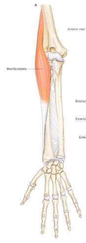 Brachioradialis Attachments: Innervation: Superior aspect of the lateral supracondylar ridge of the humerus and adjacent intermuscular septum to the