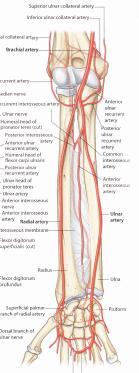 Contents of the Cubital Fossa Both the RADIAL (laterally) and MEDIAN (medially) nerves pass centrally to enter the cubital fossa.