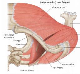 Axilla: Gateway to the Arm The AXILLA is a musculo-skeletal chamber (ATRIUM) comprising an outlet, inlet, four walls (anterior, posterior, medial and lateral) and a floor, lined with fascia and