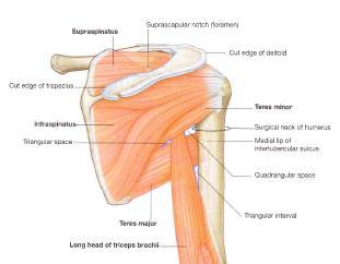 Teres major Attachments: Innervation: Inferior angle of the scapula to the medial border of the intertubecular (bicipital) sulcus Lower subscapular
