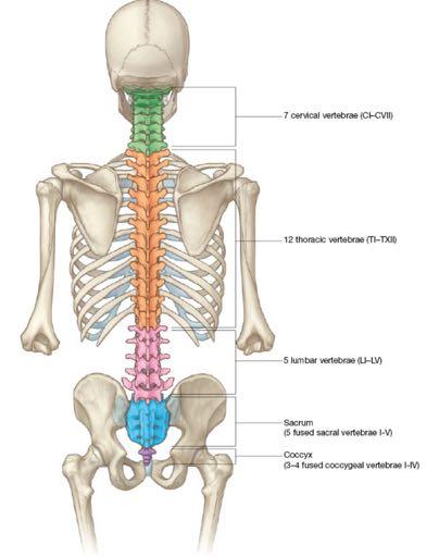 The vertebral column is part of the axial skeleton and regionally distinct: o Cervical (7) o thoracic (12) o lumbar (5) o sacrum (5 - eventually fuse) o coccyx (2-4 fused - evolutionary remnant)