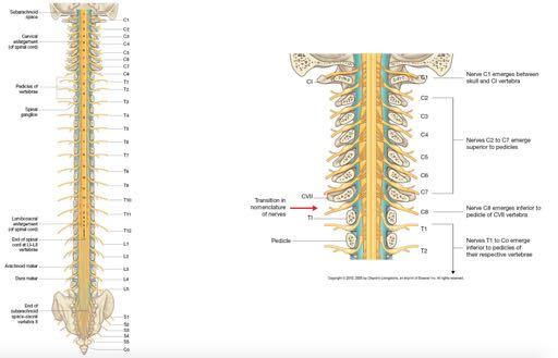 Nomenclature of the Spinal Nerves. Spinal nerves are given a name according to where they exit the spinal cord (although coccygeal vertebrae only give rise to one nerve).