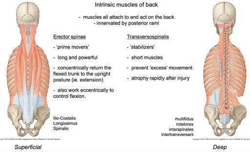 Intrinsic (deep) muscles have both their origin and insertion in back structures. o Their primary function is to move the back. o They are innervated by Posterior Rami.