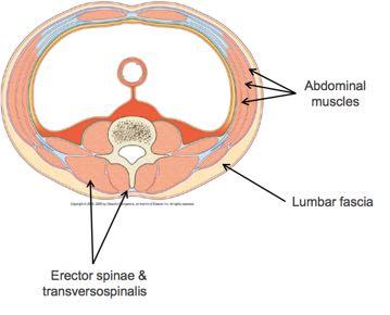 o Transversospinalis muscles are shorter (passing only two vertebrae) and they are stabilisers that prevent excess movement. They atrophy rapidly after injury which causes longer lasting issues.