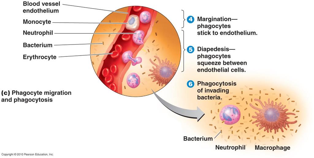 Phagocyte migration and phagocytosis Blood flow eventually brings phagocytes to site of infection Destroy invading microbes