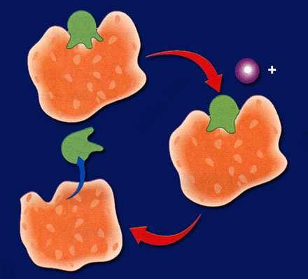 How cells tap into the energy stored in ATP When ATP is broken down and the energy is released, the energy must be captured and used efficiently by cells.