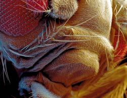 Also, the flies have been used in imortant genetic exeriments since 1910.