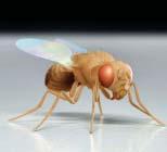 Just a few of the many kinds of fruit fly mutants are described here.