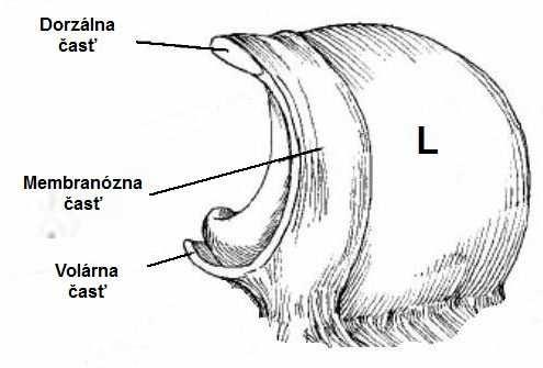 Obr. 11. Tri časti skafolunátneho ligamenta. Voľne podľa http://www.radsource.us/carpalinstability.