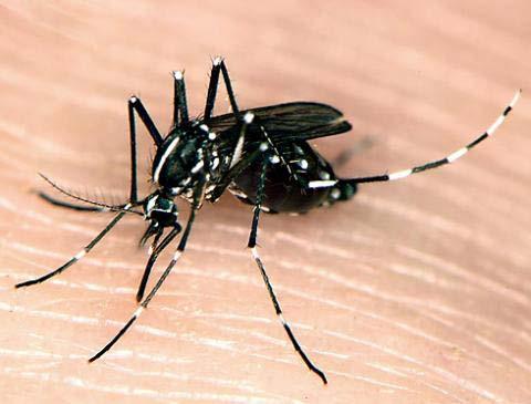 Dengue fever and dengue hemorrhagic fever Dengue fever is a common viral disease in Southeast Asia.