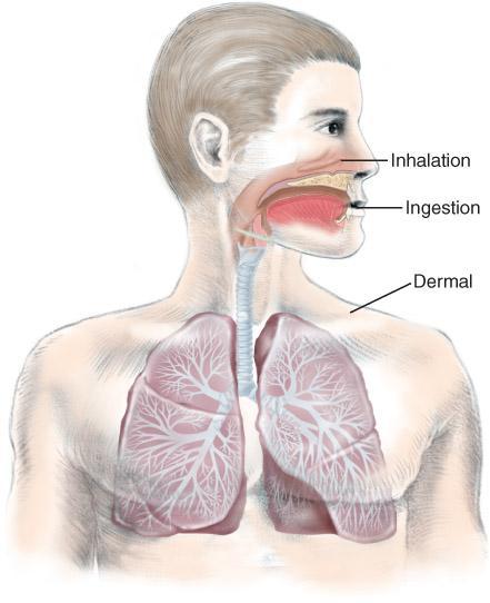 Factors That Affect the Toxicity of Chemicals Chemicals enter the body via three major routes: Inhalation Ingestion Dermal
