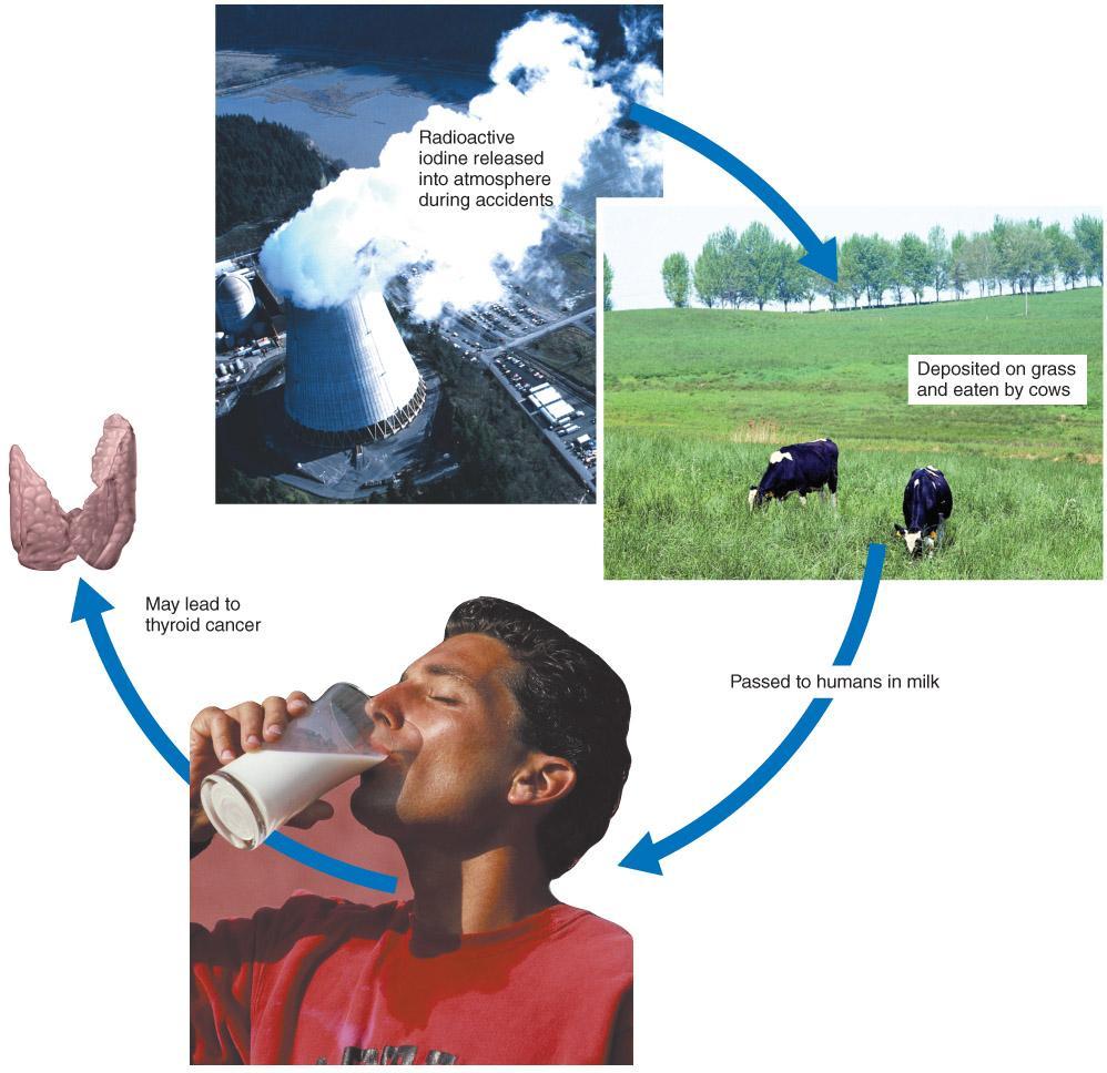 Power plant: Photodisc; Cows: WizData, Inc./ShutterStock, Inc.; Man drinking milk: Photodisc Figure 18.04: Bioaccumulation.