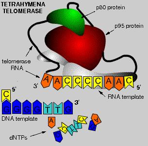 Telomerase (h) A Broadly Expressed Candidate Tumor Antigen h can be processed for class I presentation in a broad range of human tumors.