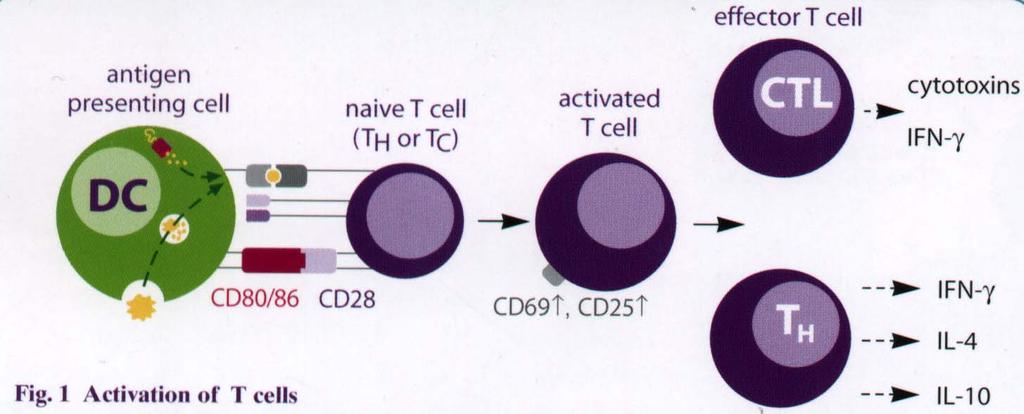 Activation of T Cells T by APC