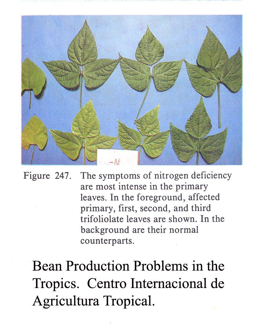 Nitrogen deficiency of bean