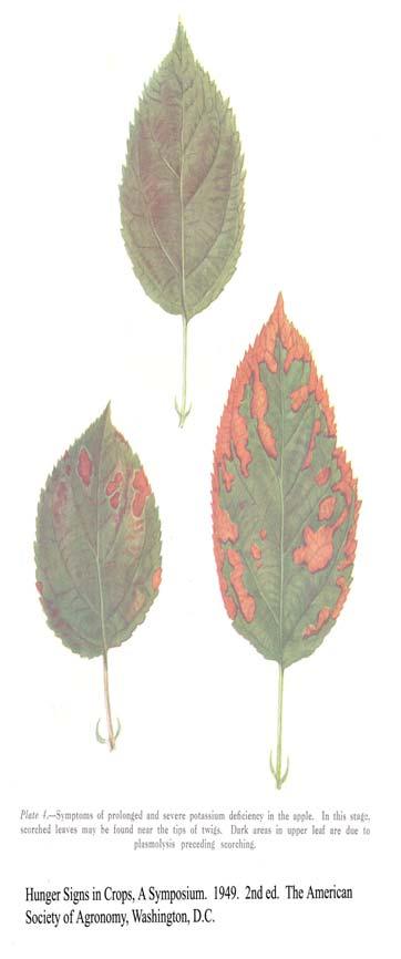 apple Leaf margins