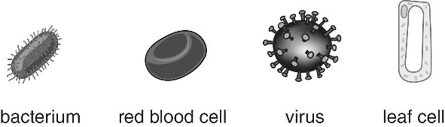 04 Figure 4.1 shows a virus and some different cells. The diagrams are not to scale. Figure 4.1 04.1 Write the items in order of their size, from the smallest to the largest. Smallest Largest 04.