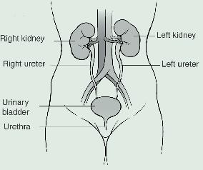 Chronic Kidney Disease What are kidneys and what do they do? Kidneys are important because they keep the rest of the body s systems in balance.