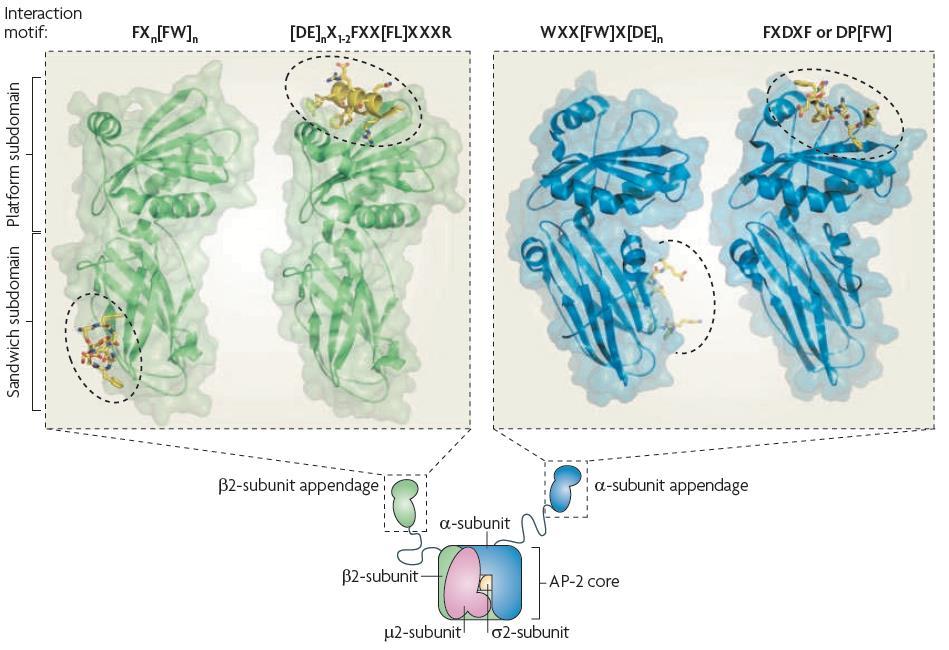 Clathrin adaptor proteins bridge membrane, cargo and Clathrin coat Major cargo recognition complex at PM: AP-2 Binds PI(4,5)P 2 located at the inner leaflet of the plasma membrane.