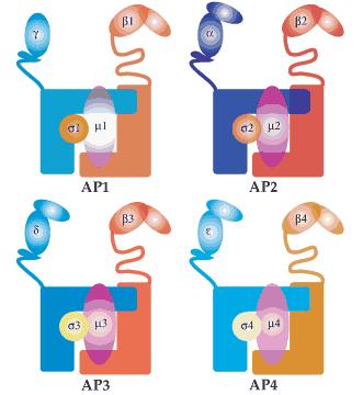 Adaptor proteins in Clathrin-mediated vesicular transport lysosome AP-3 AP-2 AP-1 AP-1 AP-1 http://www.