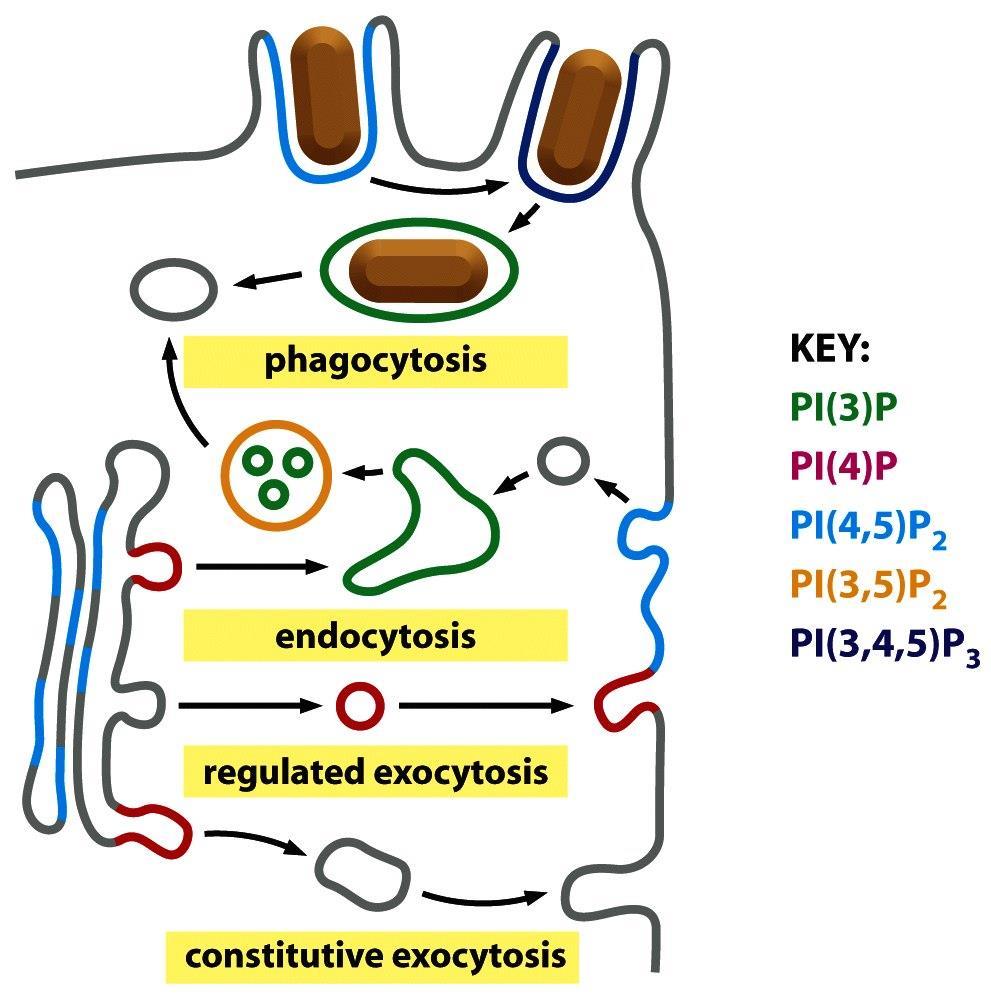 Phosphoinositides mark organelles and membrane domains Chemistry: negatively charged phospholipids. Synthesis: in ER from cytidine diphosphate diacylglycerol with inositol.