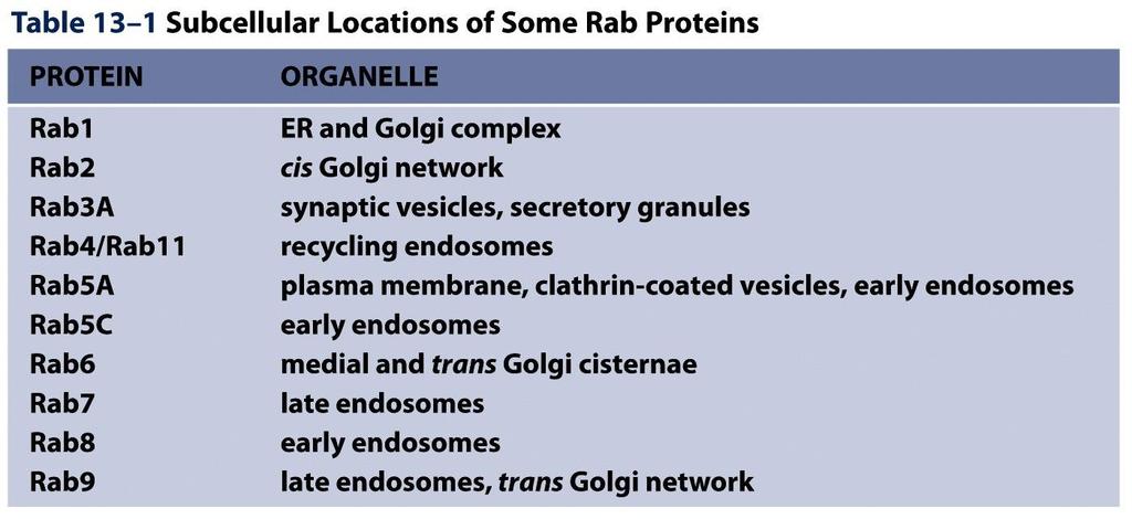 Rab GTPases have >60 members in the family * Rab GTPase: functioning like SarI and Arf in vesicular transport Cytosolic GDP-Rab-> membrane bound GTP-Rab.