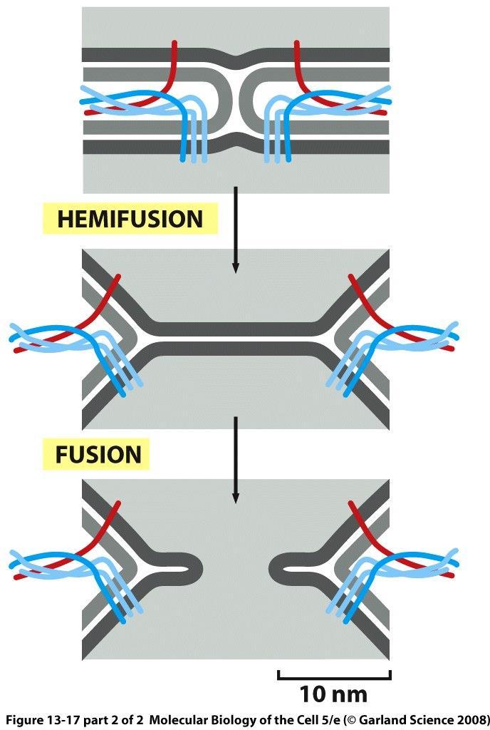 complex membrane fusion cis-snare