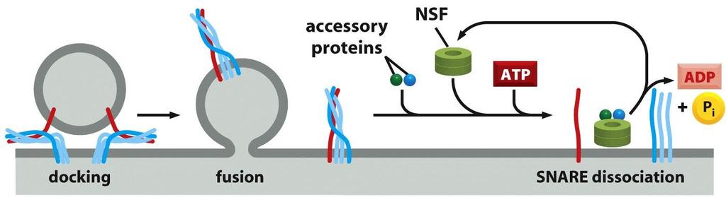 SNARE disassembly: requires NSF cycle NSF:N-ethylmaleimide sensitive factor (an ATPase).