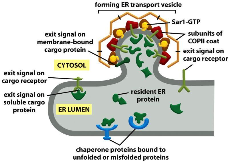 ER: cargo selection ER exit: 1. Default: in the lack of retention signal Selective: Some proteins have transport signals that are bound by corresponding receptors to facilitate ER exit. ( e.g. ERGIC53 a receptor for blood clotting factors, Factors V and VIII) 2.