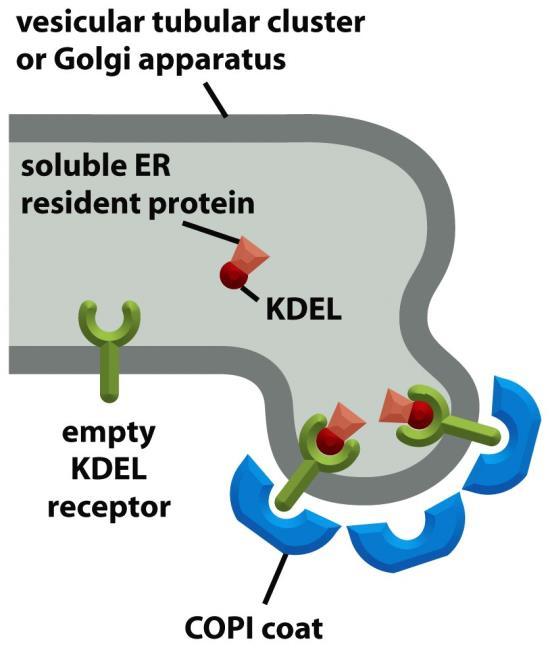 ER resident protein retrieval 1.