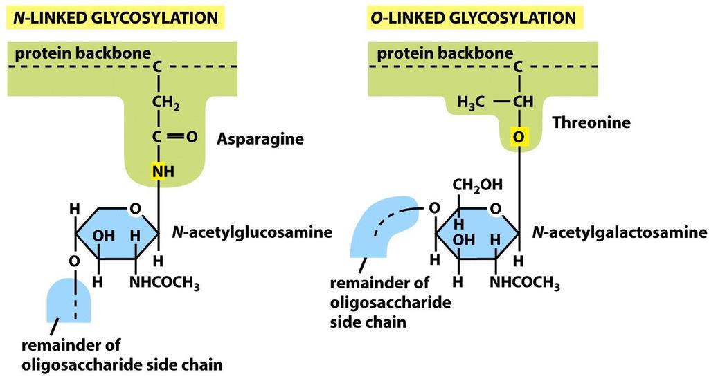 N-linked and O-linked glycosylation in Golgi And serine O-linked glycosylation occurs on serine or threonine which can compete with