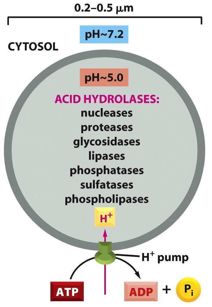 Digestive enzymes are compartmentalized in the lysosome * > 40 different kind of digestive enzymes * Requires ph 4.5-5.