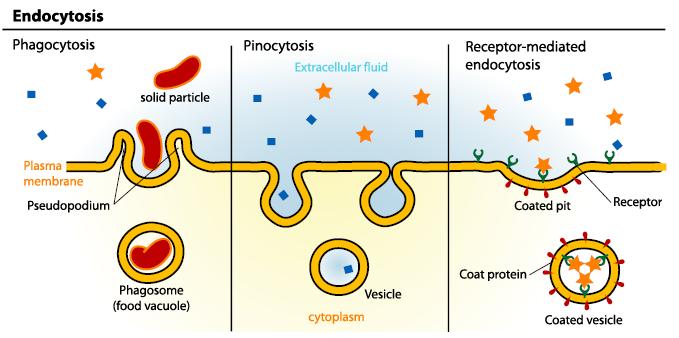 Endocytosis (nutrient uptake, signaling turnover) Cellular eating - Macrophage, Neutropils - Pathogens - Triggered process - Receptor-mediated Cellular drinking -Almost all cells -Constitutive