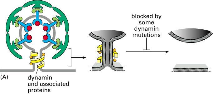 internalization of ligands and receptors from the plasma membrane.