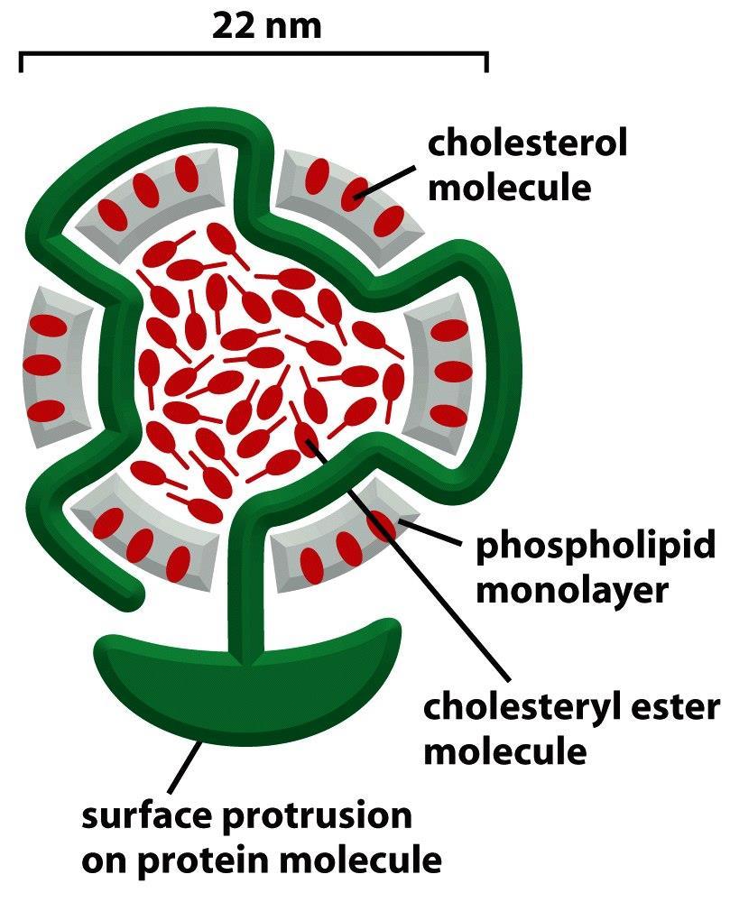 Receptor-mediated endocytosis: LDL receptor, an example LDL