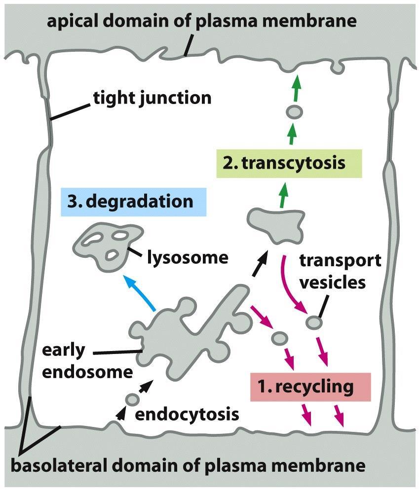 Fate of endocytosed receptor proteins EGFR LDLR, TfR Figure