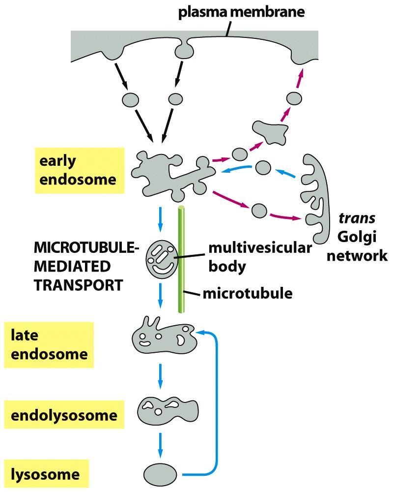 Multivesicular body sequesters