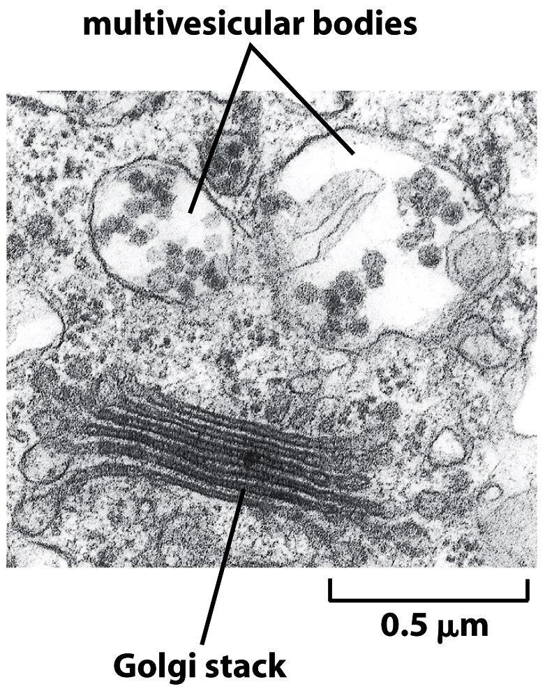 lysosome Figure 13-56 Molecular