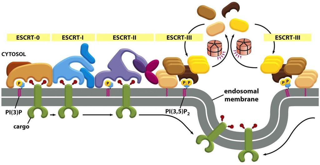 ESCRTs sort endocytosed proteins into MVB ESCRT (endosomal sorting complex for transport) proteins exist in cytosol and recruit to endosomal membrane by phos-pi and ubiquitin-tag (could be one or