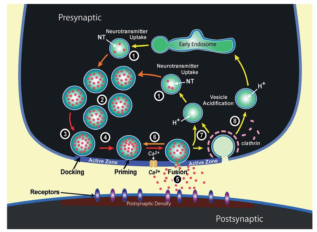 Synaptic vesicle recycling sustains neurotransmitter release in response to repetitive neuronal activity Why Endocytosis?