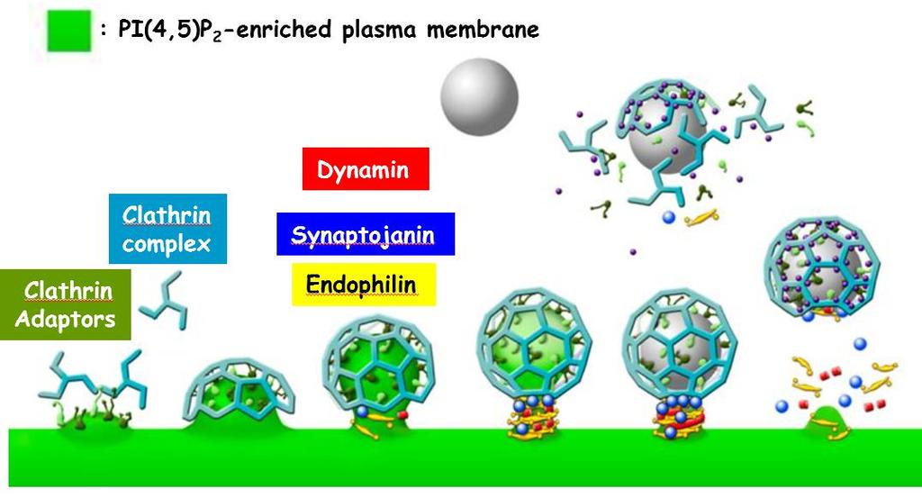 Clathrin-mediated endocytosis is one of major routes to recycle exocytic lipids and