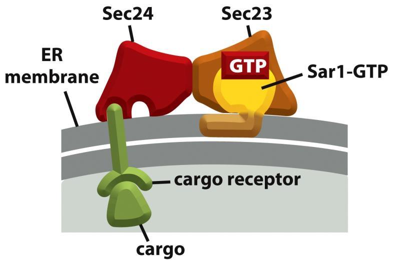 Sar1-GTP anchors to membrane and recruit Sec 23/24 (COPII