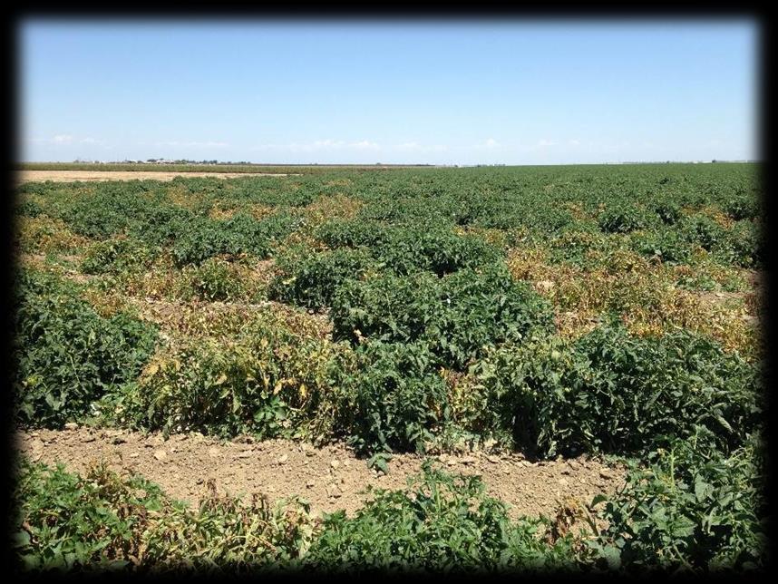 Appearance of a resistance-breaking strain of Tomato spotted wilt virus in the Central Valley of California in 2016 In the spring of 2016, typical and severe symptoms of TSWV were observed in Sw-5