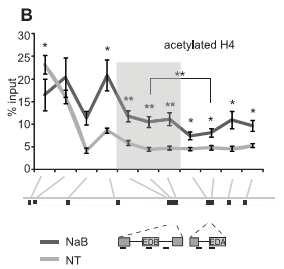 Analysis of chromatin marks along FN1 gene Higher H4 acetylation levels H4