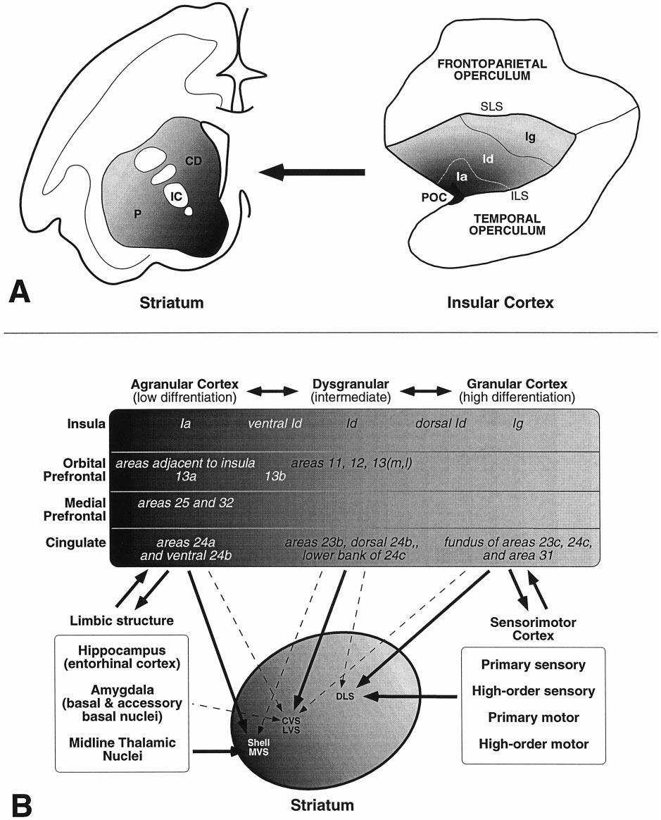 Chikama et al The Primate Insulostriatal Projections J. Neurosci., December 15, 1997, 17(24):9686 9705 9703 Figure 16.