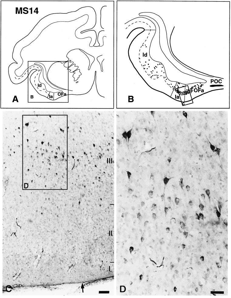 Chikama et al The Primate Insulostriatal Projections J. Neurosci., December 15, 1997, 17(24):9686 9705 9693 Figure 6. Photomicrographs taken from rostral level of the insular cortex in case MS14 (Fig.